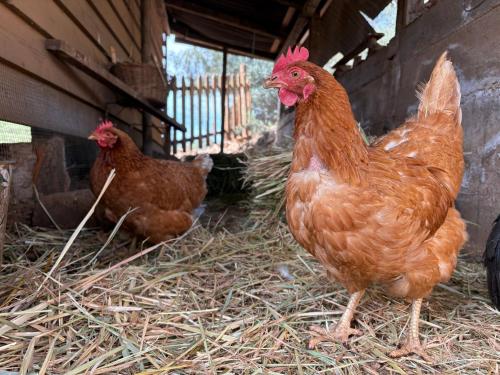 a group of chickens standing on hay in a barn at Alojamiento Rural Las Maravillas in Cañada Catena
