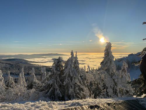 a group of trees covered in snow with the sun in the background at Pension Leithenwald in Zwiesel