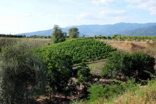 a farm field with trees and mountains in the background at Agriturismo il Pino - Bioagricoltura in Monticello