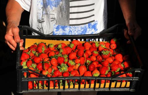 a person holding a basket of strawberries at Agriturismo il Pino - Bioagricoltura in Monticello