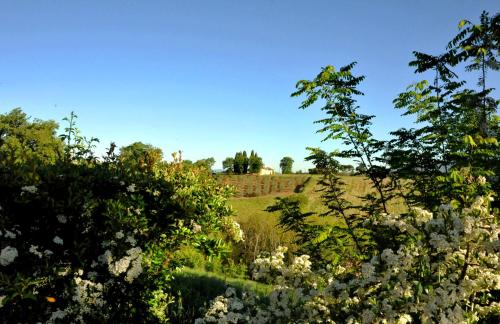 a field with trees and flowers in the foreground at Agriturismo il Pino - Bioagricoltura in Monticello