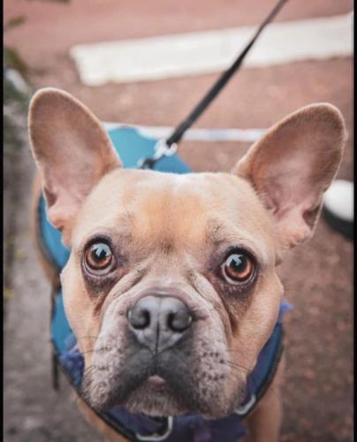 a small dog on a leash looking at the camera at LA MAISON D'ULYSSE spa et détente in Anould