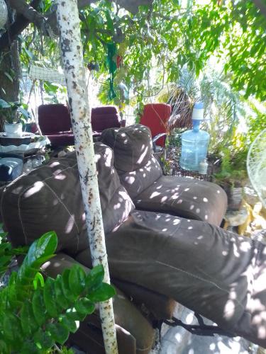 a group of leather chairs in a yard with trees at Captain Morgan House in Kingston