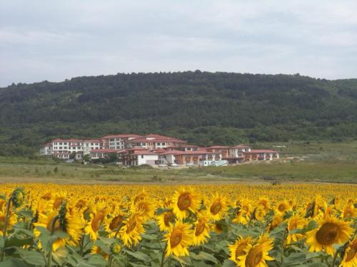 ein Feld von Sonnenblumen vor einem Haus in der Unterkunft Harmony Hills Tomovi Apartment K32 in Rogachevo