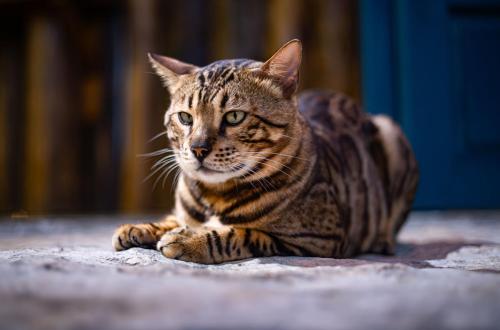 a cat is laying on the floor at Hill Village Phu Yen in Phú Hiệp (2)