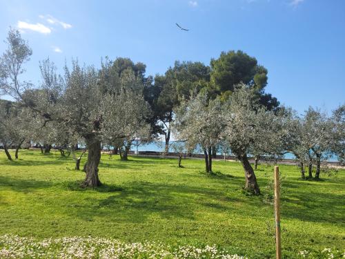 a row of olive trees in a field at Ferienwohnung Istrien 200m Strand in Fažana