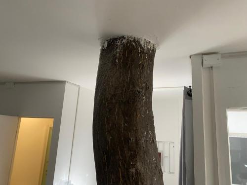 un tronc d'arbre dans l'angle d'une pièce dans l'établissement Home estudio 5, à Santiago