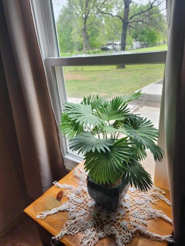 a plant sitting on a table in front of a window at Pop's Place -Lakeview 3bd 2 ba on 6 acres in Fort Gibson
