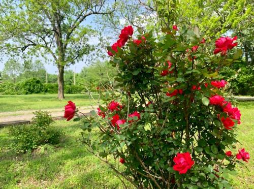 a bush of red roses in a park at Pop's Place -Lakeview 3bd 2 ba on 6 acres in Fort Gibson