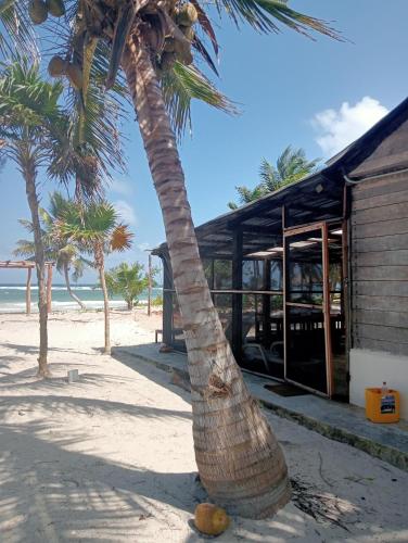 a palm tree on the beach next to a building at La cabaña del pescador in Tócuaro