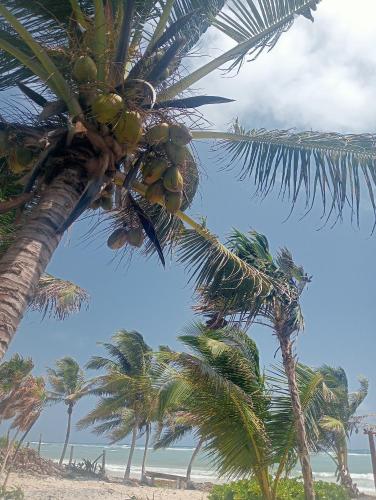 a group of palm trees on a beach with the ocean at La cabaña del pescador in Tócuaro