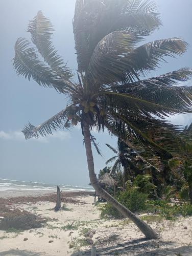 a palm tree on a beach near the ocean at La cabaña del pescador in Tócuaro