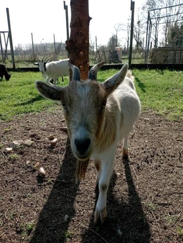 a goat standing next to a tree in a field at Le Petit Moulin, Ste Soline in Sainte-Soline