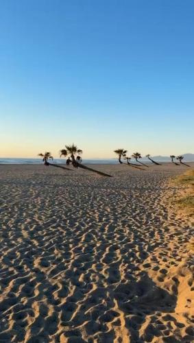 a sandy beach with palm trees in the distance at Appartement front de mer in Le Barcarès
