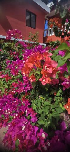a bed of flowers in front of a building at Villa KIKI Ensenada in Punta Rucia