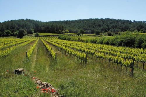 a field of vines with flowers in the grass at Appartement Lueur Locale in Correns
