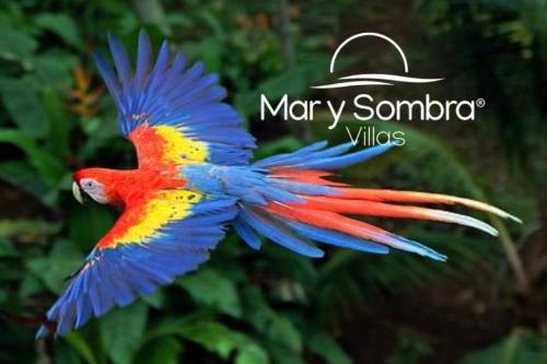 a colorful bird is flying in the air at Mar y Sombra Villas in Quepos