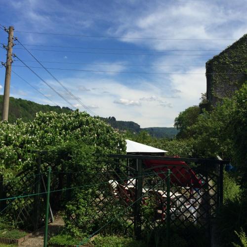a view of a vineyard with a fence and trees at Pension Hönel-Hof Bad Schandau in Bad Schandau
