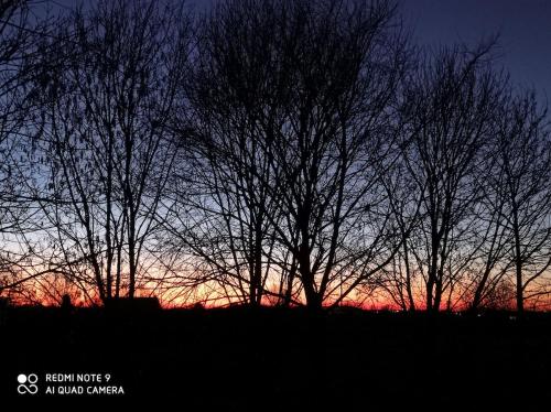 a group of trees in front of a sunset at La casa di via Argine in Pozzonovo