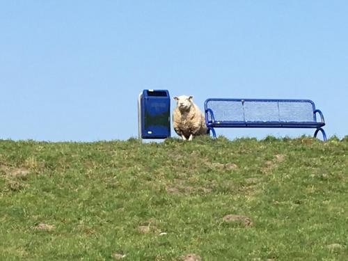 a sheep standing on a hill next to a bench at Wattwurm in Butjadingen