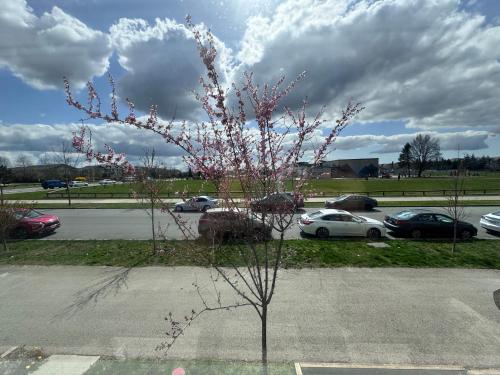 Photo de la galerie de l'établissement Sweet home 2 bedroom suite, à Surrey