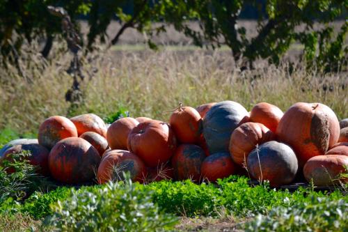 a pile of apples sitting on the grass at Luconi Affittacamere in Iesi