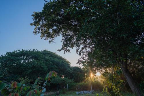 a tree in a field with the sun behind it at Tranquil Trails Sigiriya in Dambulla