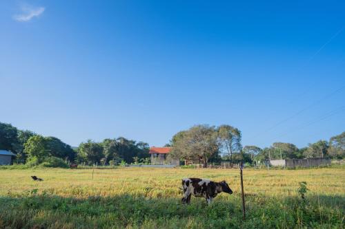 a cow standing in a field near a fence at Tranquil Trails Sigiriya in Dambulla