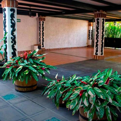 a group of plants in a room with a basketball court at Hotel Boutique La Mansión Guadalajara in Guadalajara