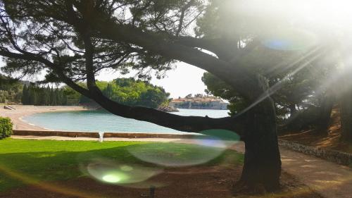 a tree in a park with a body of water at Apartments Rino Lux in Sveti Stefan
