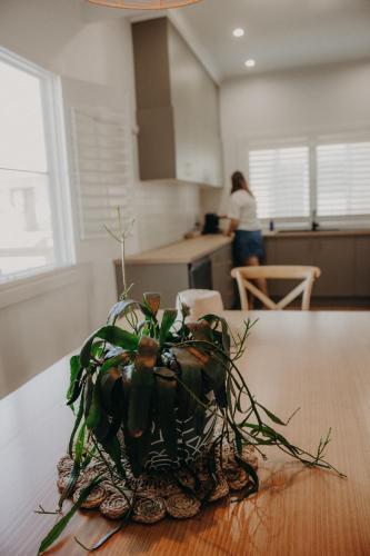 a potted plant sitting on a table in a kitchen at Park St in Evans Head