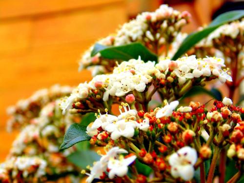 Κήπος έξω από το Del Sol a la Montaña EcoLodge - Turismo Consciente