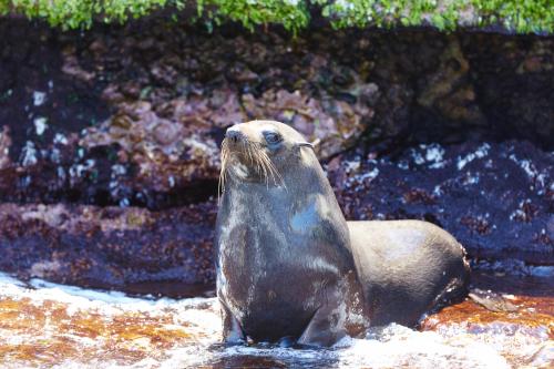 a seal sitting in the water in the water at Stay Rottnest in Rottnest Island