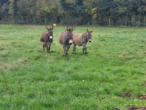 three animals standing in a field of grass at Home Farm Park - Static Caravans in Burgh le Marsh