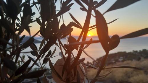 a close up of a flower with the sunset in the background at La Casa Del Sol Villa Aegina in Aegenitissa