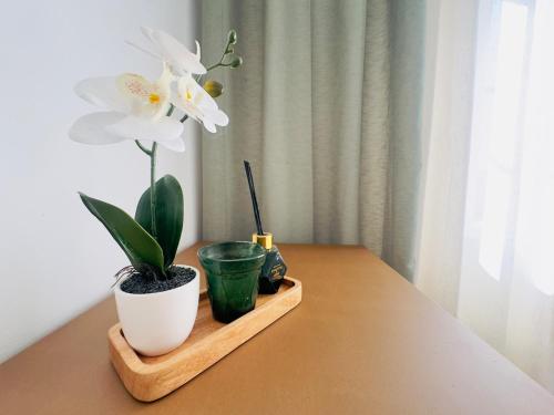 a wooden shelf with three plants on a table at Casa Campos - Refresh - 2-bedroom apartment in Ovar