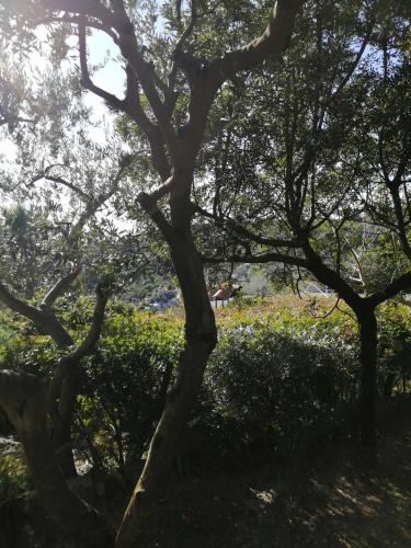 a tree with a horse in a field of flowers at Sa Domu De Orrì al Mare in Tortolì