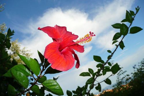 a red flower on a tree with a cloudy sky at Solacargese Appartement de charme Vue imprenable Méditerranée in Cargèse