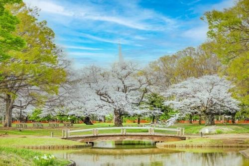 a bridge over a pond in a park with flowering trees at 原田屋Hotel 3F in Tokyo