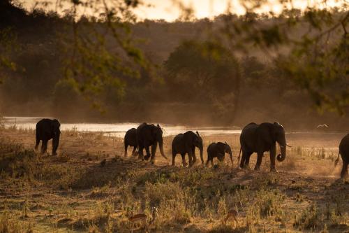 a herd of elephants walking in a field at Sashwa River of Stars Plant-Based Wellness Safari Lodge in Hoedspruit