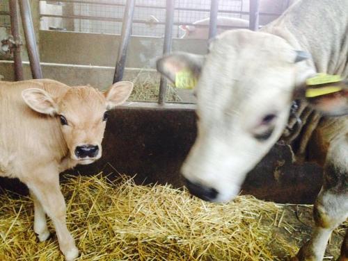 a baby calf standing next to its mother at Agriturismo Cascina del Vai in Cairo Montenotte