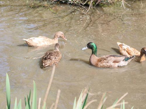 a group of ducks swimming in the water at Little Danns in Hailsham