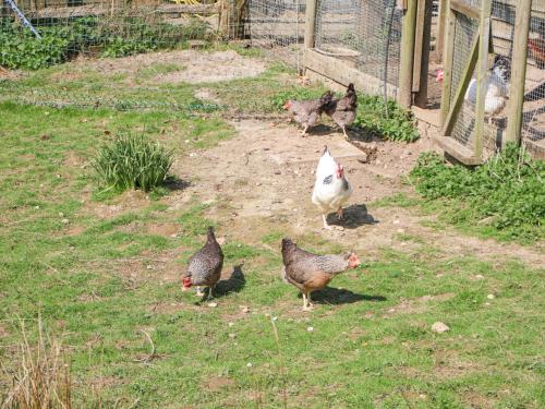 a group of chickens walking around in a yard at Little Danns in Hailsham