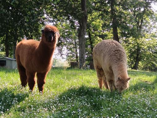 Mobil Home XXL 4 chambres - Camping La Hallerais