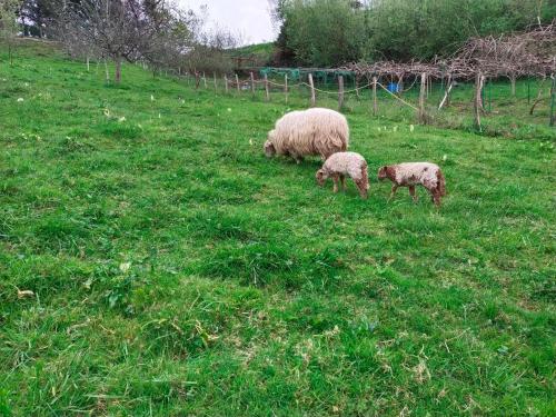 a group of sheep grazing in a grassy field at ANTZOMENDI in Mutriku