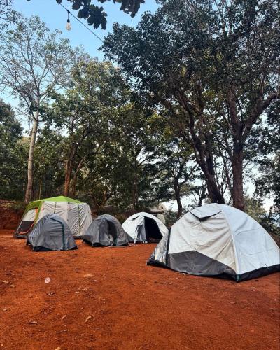 a group of tents in a field with trees at The Tribe Yelagiri Camping in Yelagiri