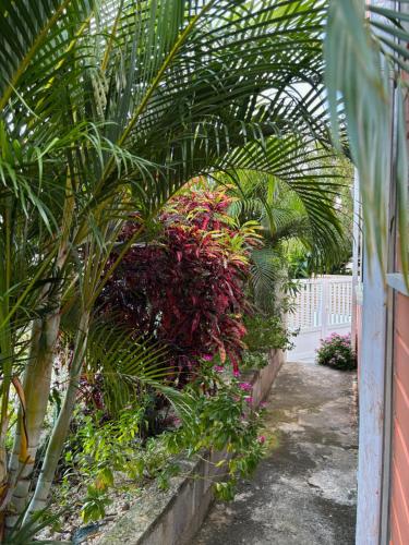 a garden with a bunch of plants in a greenhouse at Maison SOLEIL - VAUCLIN in Le Vauclin