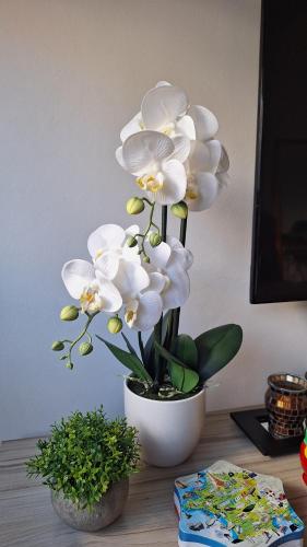 a vase filled with white flowers on a table at Apartamento 2 en el Centro de Chuy - Inmejorable Localización in Chuy