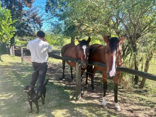 Dyr i feriehuset eller i nærheden