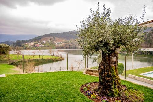 a tree in the grass next to a body of water at Casa das Oliveiras in Vieira do Minho